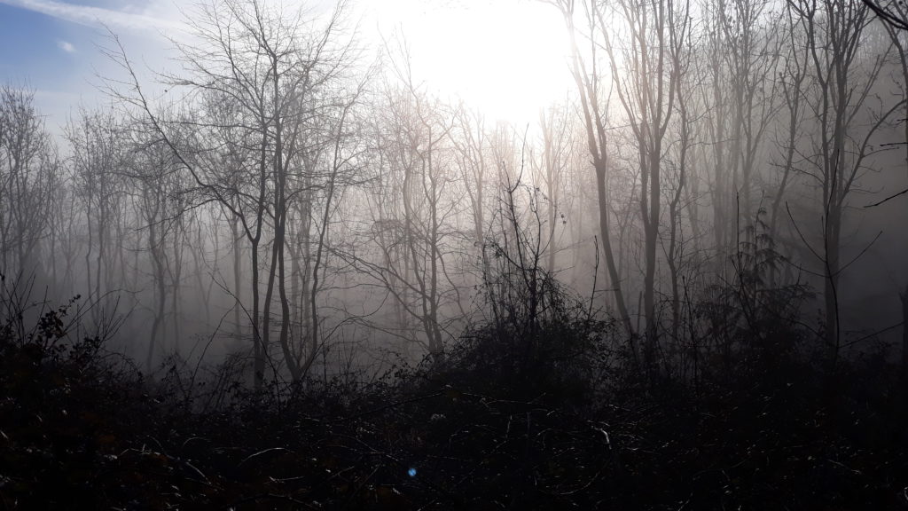 A photo taken by Fritha, the author of the blog, of a woodland planted by her father 25 years ago.